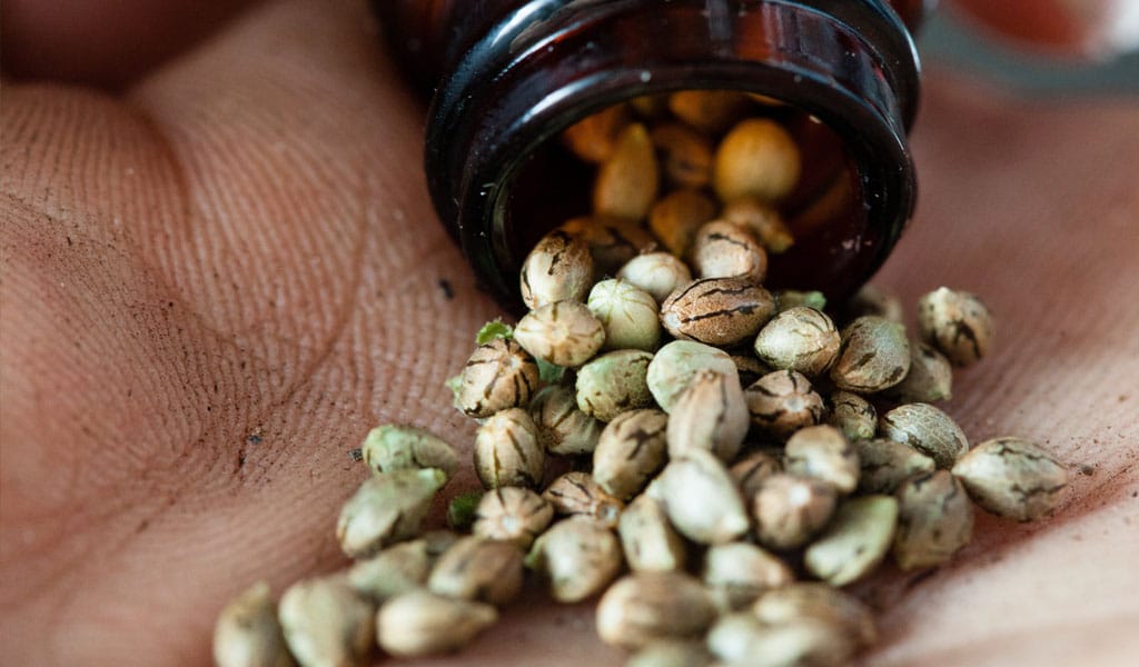 What Are Feminized Cannabis Seeds & Their Advantages | The Seed Fair