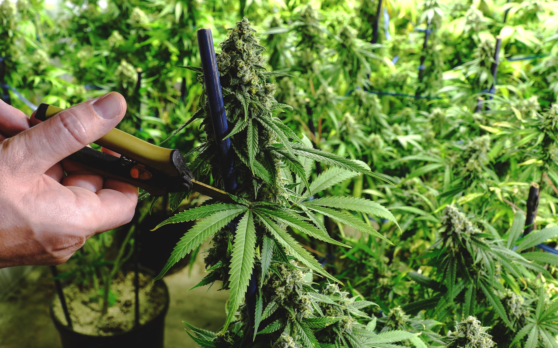 How to Trim Cannabis Plants Properly | Our Guide | The Seed Fair