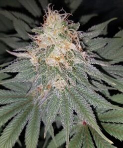 Loud Dream Feminized Cannabis Seeds Review | The Seed Fair