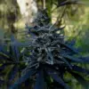 Black African Magic Feminized Cannabis Seeds | The Seed Fair