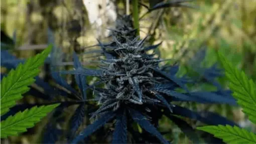 Black African Magic graines de cannabis féminisées | The Seed Fair