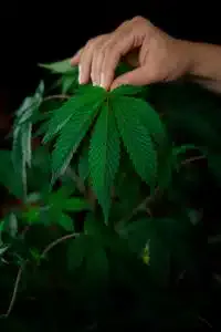 Trichomes are prone to falling off earlier | The Seed Fair