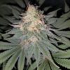 Loud Dream Feminized Cannabis Seeds Review | The Seed Fair