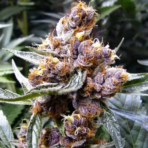 best strains for anxiety and depression Blueberry CBD