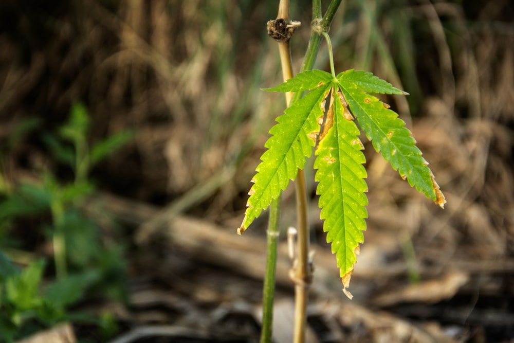 calcium deficiency in cannabis drooping leaves
