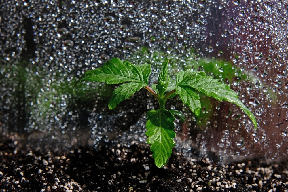 cannabis calcium deficiency - plant being watered