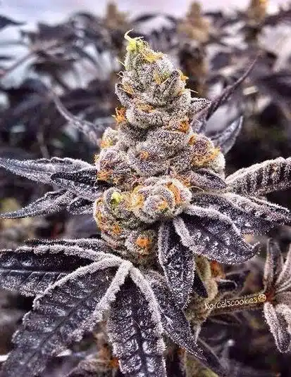 CBD Black Diesel 1 to 1 - best strains for anxiety and depression