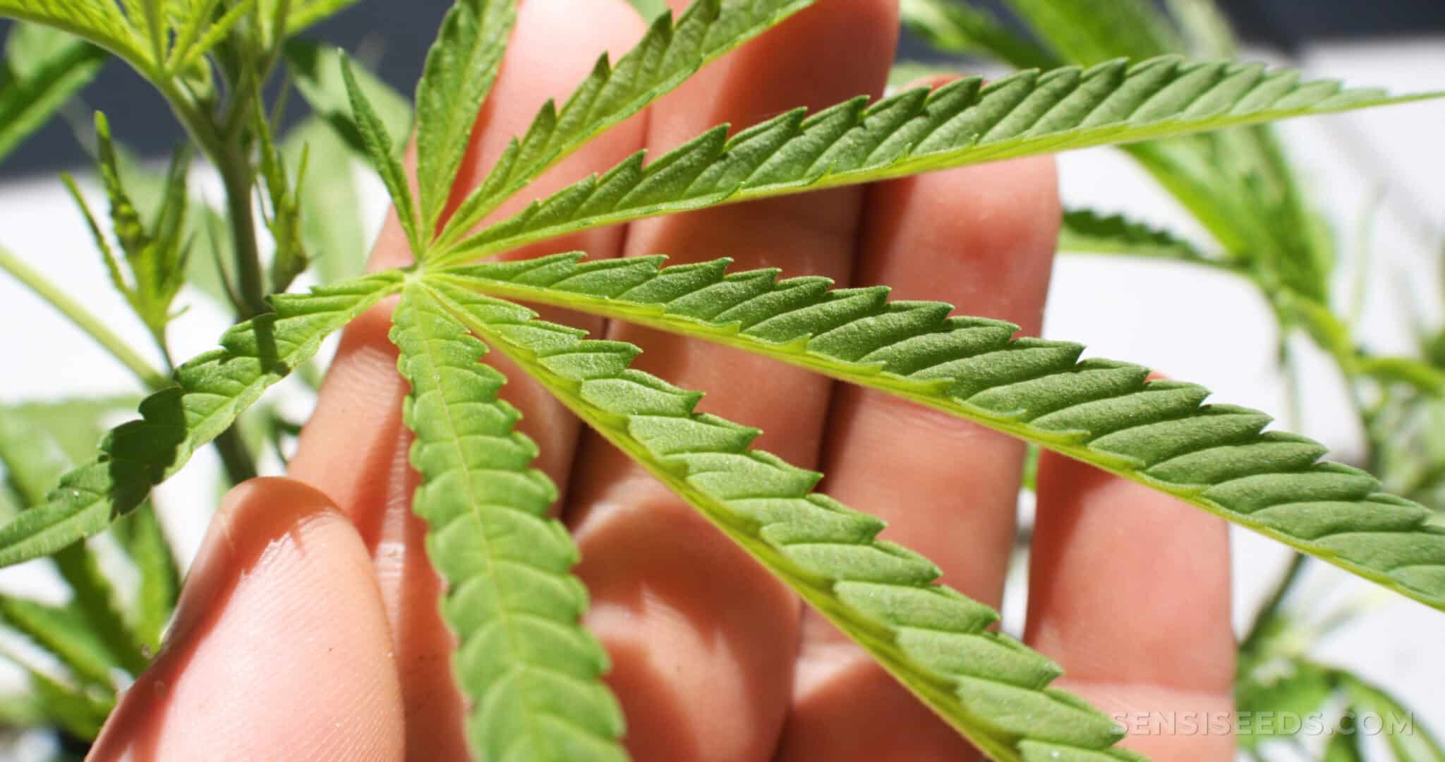 Diagnose and Fix Curling Cannabis Leaves The Seed Fair Diagnose and Fix Curling Cannabis Leaves The Seed Fair