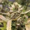 Eve's Bush Feminized Cannabis Seeds | The Seed Fair