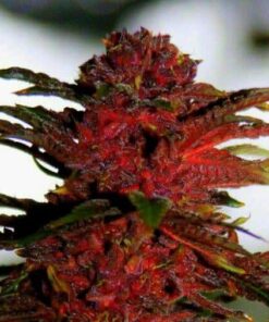 Red Rhino Feminized Cannabis Seeds | The Seed Fair