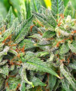 Reggie Feminized Cannabis Seeds | The Seed Fair