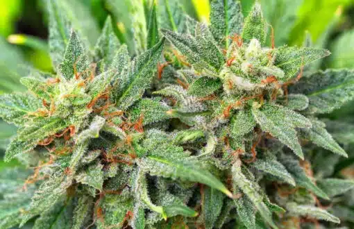Reggie Feminized Cannabis Seeds | The Seed Fair