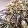 Think Tank Feminized Cannabis Seeds | The Seed Fair