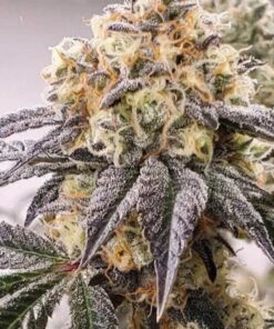 Think Tank Feminized Cannabis Seeds | The Seed Fair