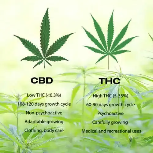 Comment distinguer la fleur de CBD de l'herbe | The Seed Fair