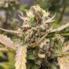 Eve's Bush Feminized Cannabis Seeds | The Seed Fair