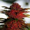 Red Rhino Feminized Cannabis Seeds | The Seed Fair