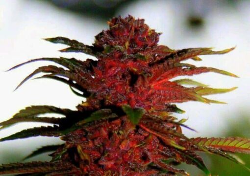 Red Rhino Feminized Cannabis Seeds | The Seed Fair