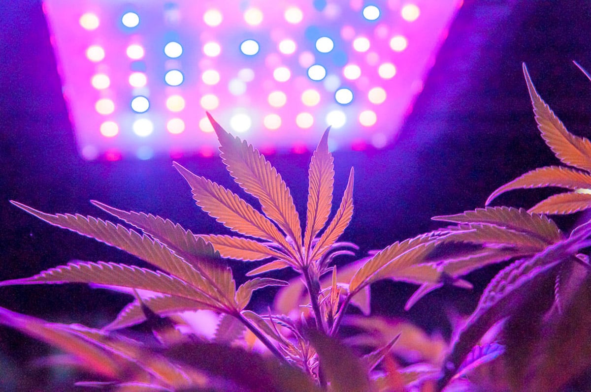 How to Increase Terpenes in Cannabis | The Seed Fair