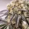 Think Tank Feminized Cannabis Seeds | The Seed Fair