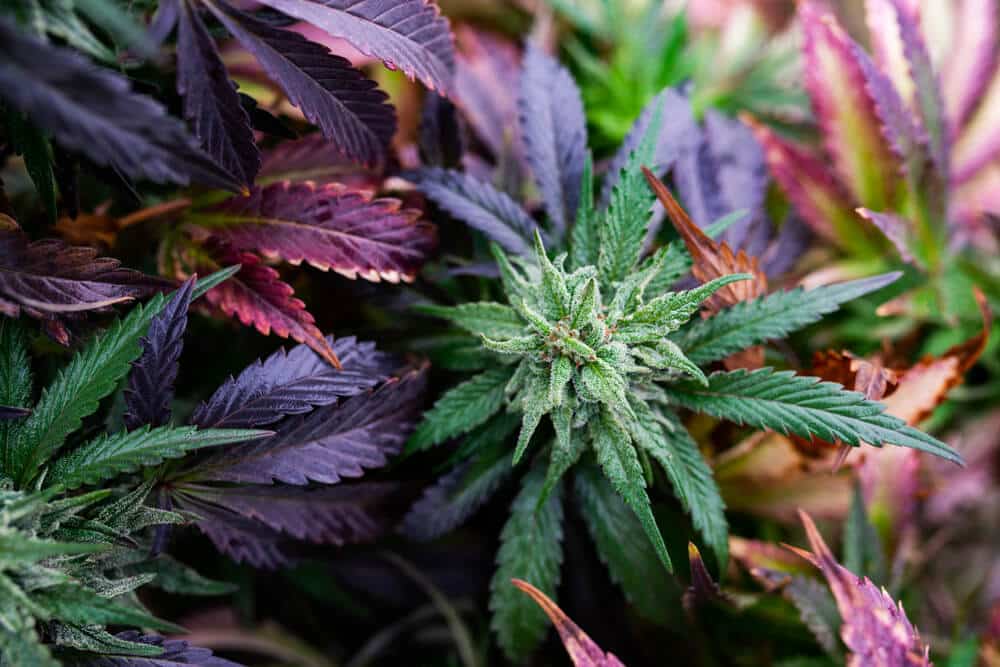 8 Best Cannabis Strains for Productivity | The Seed Fair