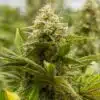 Lemon Fizz Feminized Cannabis Seeds | The Seed Fair