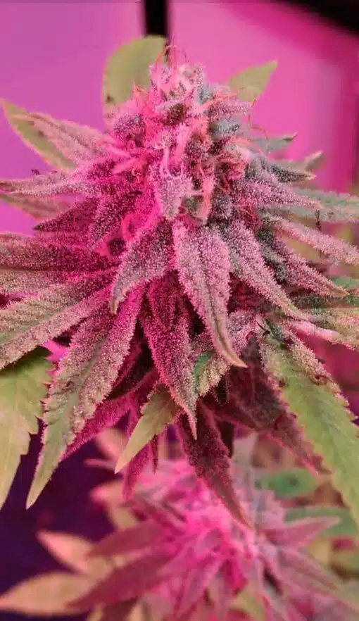 Pink Cadillac Feminized Cannabis Seeds | The Seed Fair