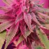 Pink Cadillac Feminized Cannabis Seeds | The Seed Fair