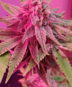 Pink Cadillac Feminized Cannabis Seeds | The Seed Fair