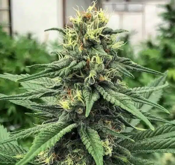 ACDC CBD cannabis seeds