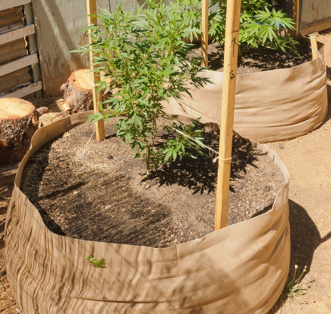 Find the Right Autoflower Pot Size The Seed Fair