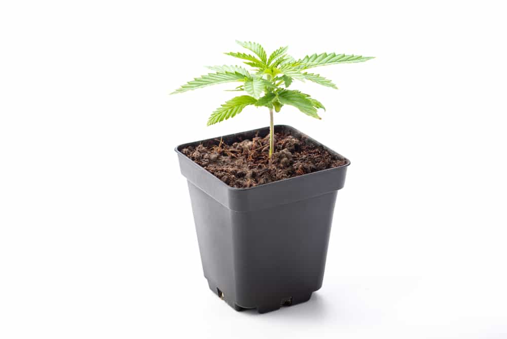 Find the Right Autoflower Pot Size The Seed Fair