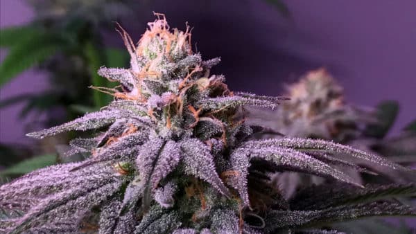 Blueberry CBD cannabis seeds best cannabis strains for anxiety