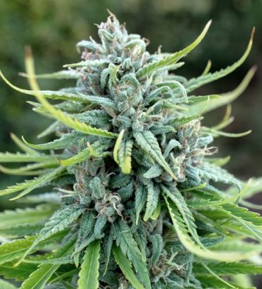 Durban poison autoflower cannabis seeds