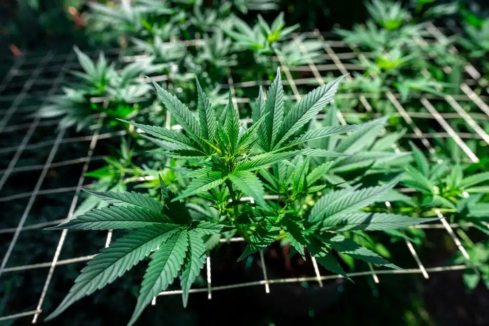 Autoflower plant being trained with Low-Stress Training (LST) technique. LST increases yield and plant health by promoting horizontal growth.