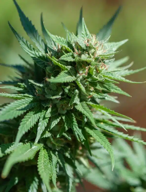 sour OG feminized cannabis seeds