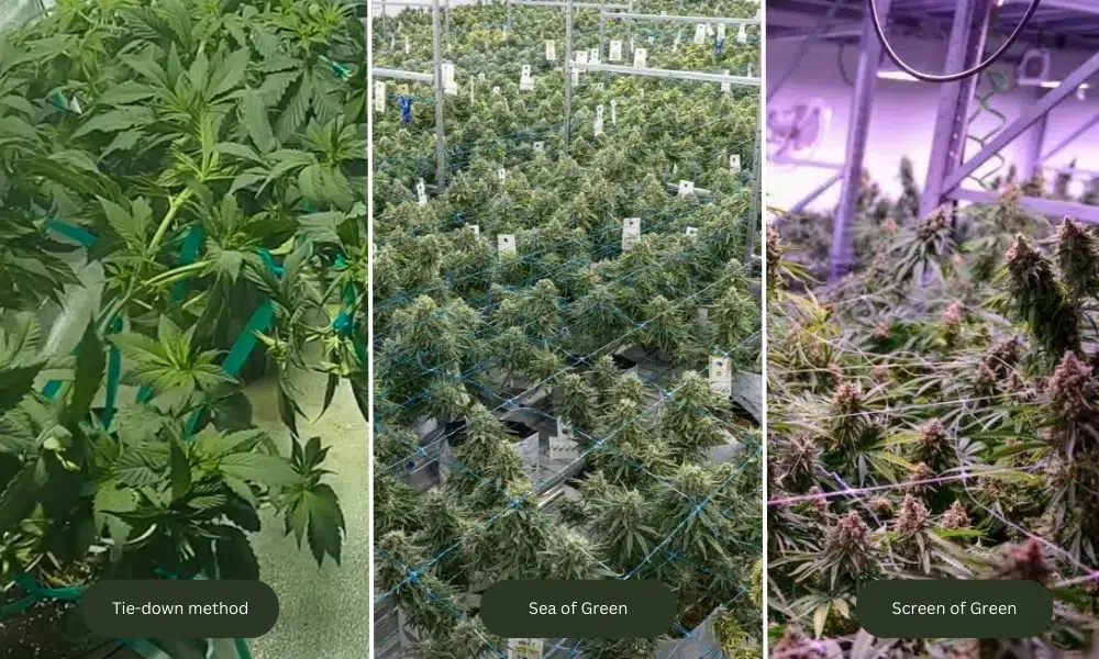 Tie-down method vs sea of green vs screen of green | The Seed Fair Tie-down method vs sog vs scrog