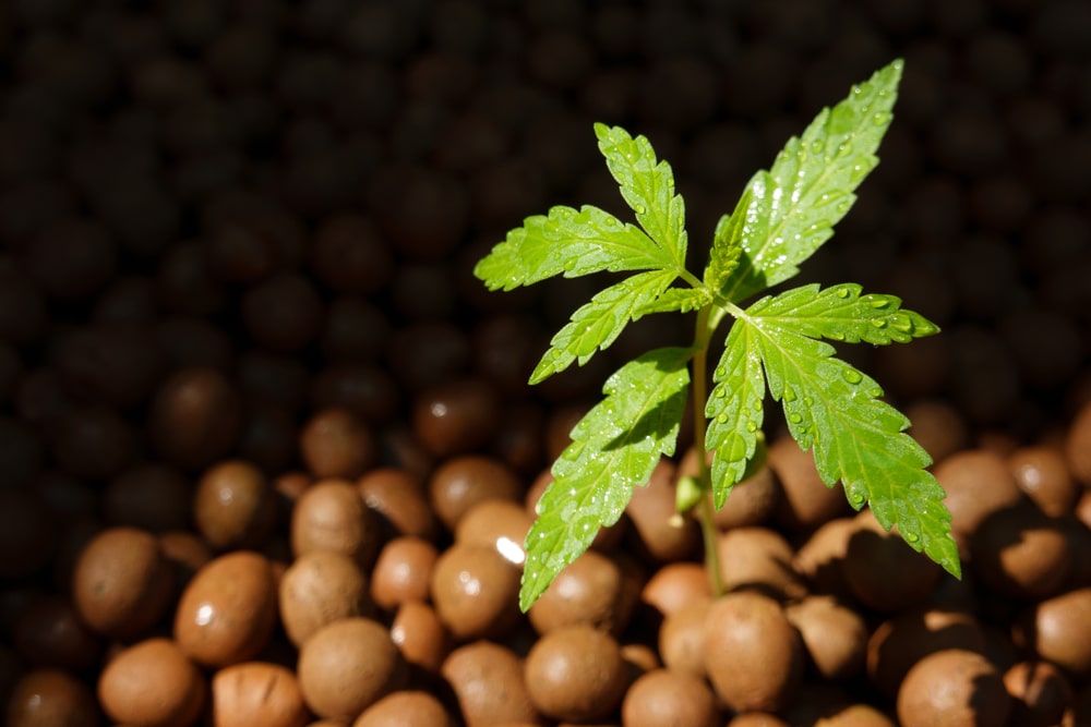 young cannabis plant growing in clay pea gravel growing medium