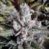 Alien Grapevine Feminized Cannabis Seeds | The Seed Fair