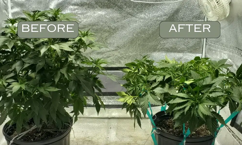 before and after LST | The Seed Fair before and after LST