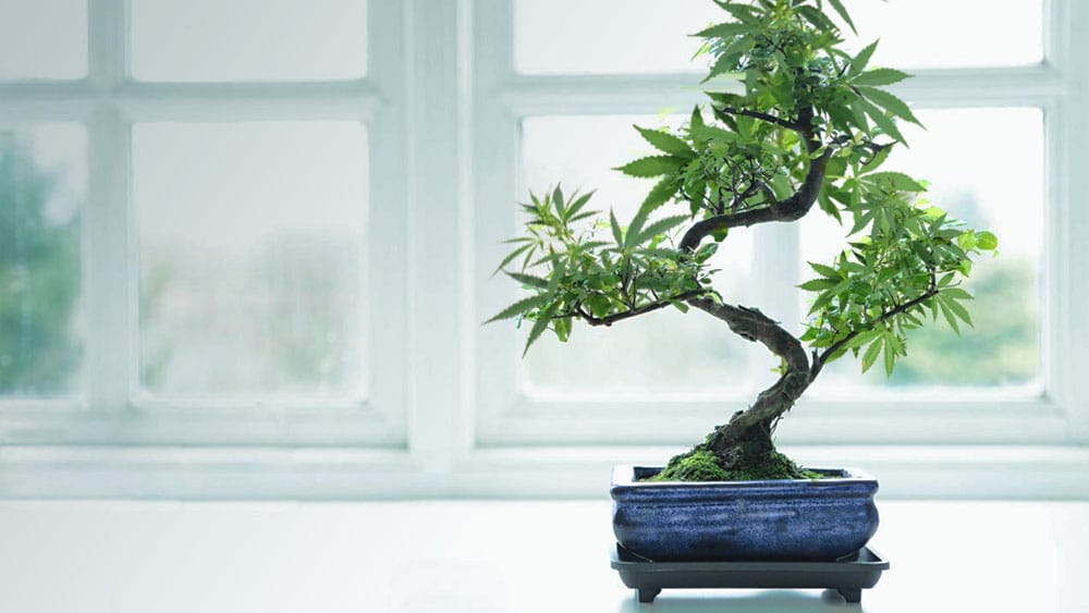 a cannabis bonsai tree in a ceramic holder