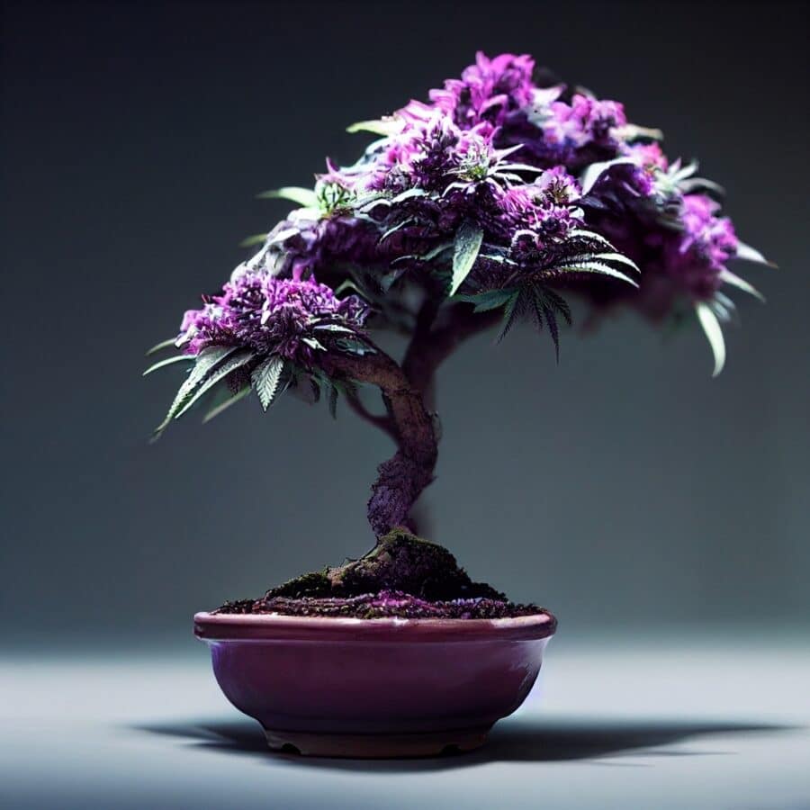 a purple cannabis bonsai tree in ceramic bowl