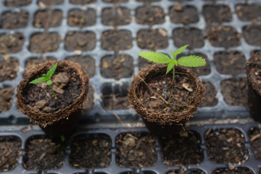 cannabis seedlings on top of prepared trays