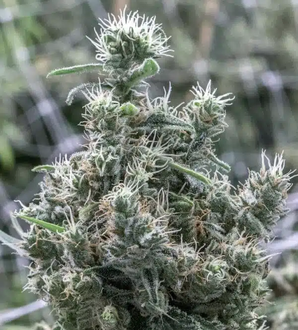 cannatonic feminized cannabis seeds
