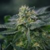 Gary Payton Feminized Cannabis Seeds | The Seed Fair
