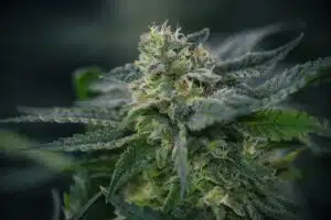 Gary Payton Feminized Cannabis Seeds | The Seed Fair