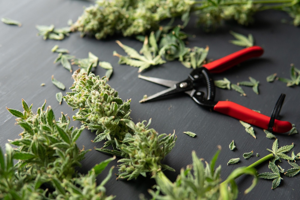 harvesting cannabis buds with a pair of shears