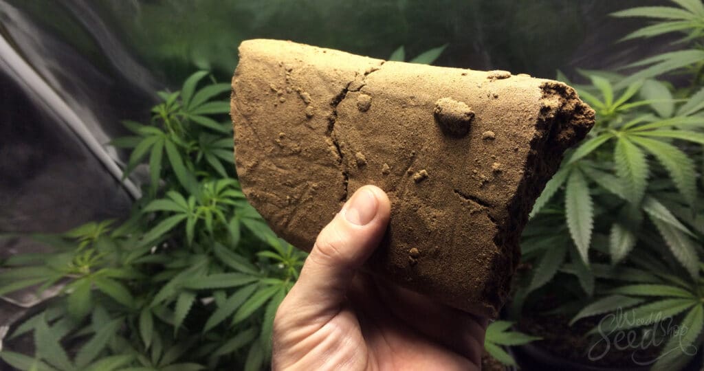Image of a large block of hash being held in front of cannabis plants