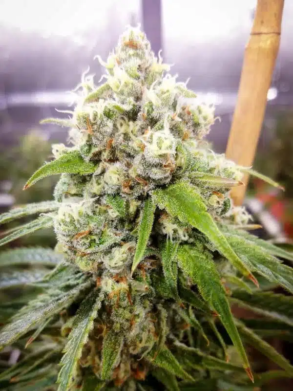 Jack herer autoflower cannabis seeds
