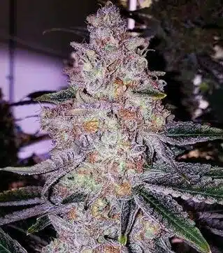 Lemon cherry gelato, enhance the flavor of weed